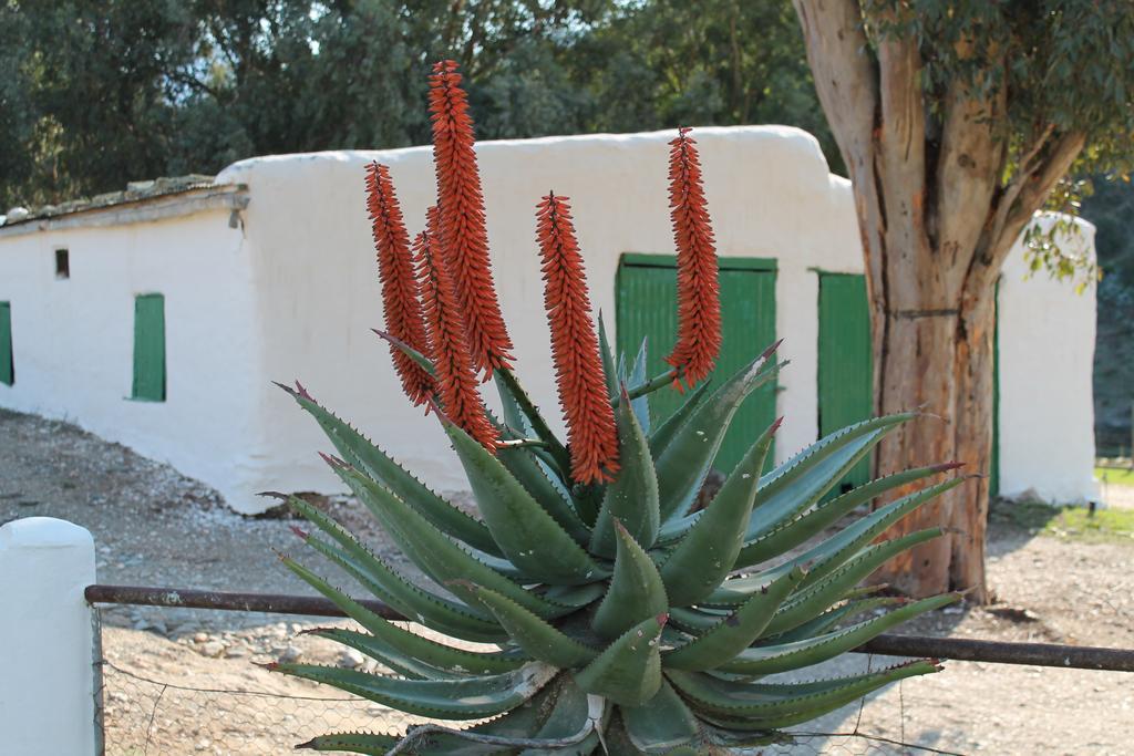 Matjiesvlei Guestfarm Villa Calitzdorp Luaran gambar